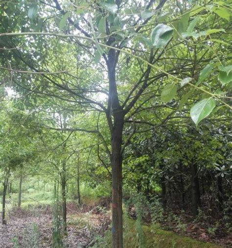 香樟花|香樟花开时间及特点（探究香樟花开时间，掌握香樟开花规律）